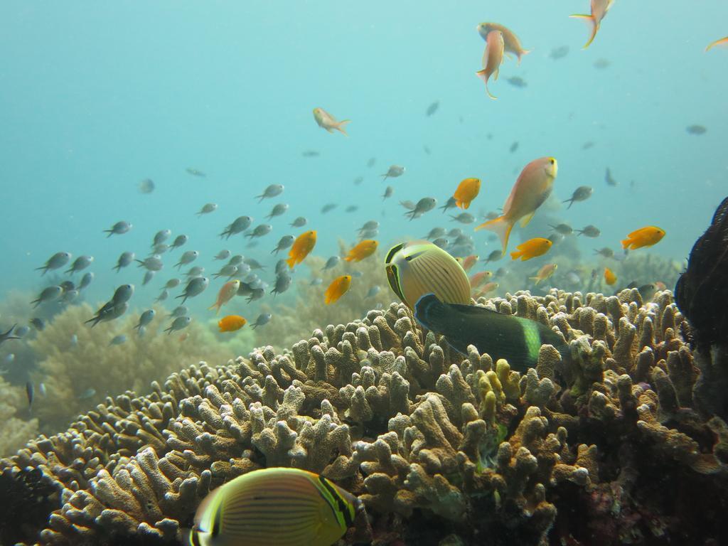 Privatunterkunft Oma In Bali Pemuteran